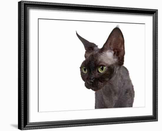 Devon Rex Cat-Fabio Petroni-Framed Photographic Print