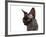 Devon Rex Cat-Fabio Petroni-Framed Photographic Print