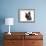 Devon Rex Cat-Fabio Petroni-Framed Photographic Print displayed on a wall