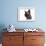 Devon Rex Cat-Fabio Petroni-Framed Photographic Print displayed on a wall