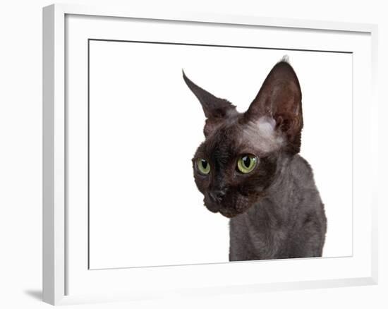 Devon Rex Cat-Fabio Petroni-Framed Photographic Print