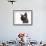 Devon Rex Cat-Fabio Petroni-Framed Photographic Print displayed on a wall