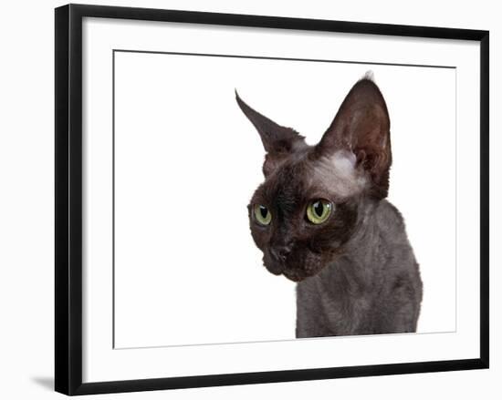 Devon Rex Cat-Fabio Petroni-Framed Photographic Print