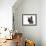 Devon Rex Cat-Fabio Petroni-Framed Photographic Print displayed on a wall