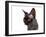 Devon Rex Cat-Fabio Petroni-Framed Photographic Print