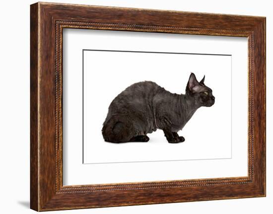 Devon Rex Cat-Fabio Petroni-Framed Photographic Print