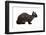 Devon Rex Cat-Fabio Petroni-Framed Photographic Print