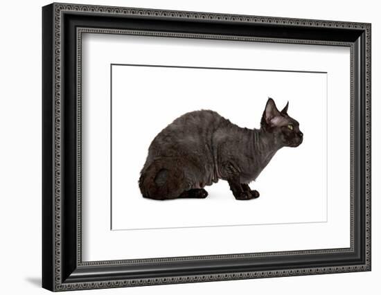 Devon Rex Cat-Fabio Petroni-Framed Photographic Print