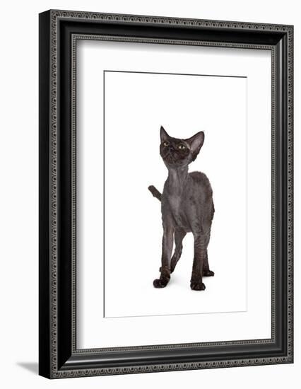 Devon Rex Cat-Fabio Petroni-Framed Photographic Print