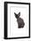 Devon Rex Cat-Fabio Petroni-Framed Photographic Print