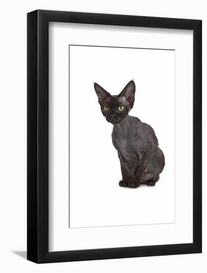 Devon Rex Cat-Fabio Petroni-Framed Photographic Print