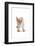 Devon Rex Cat-Fabio Petroni-Framed Photographic Print