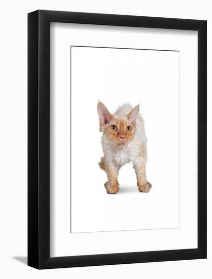 Devon Rex Cat-Fabio Petroni-Framed Photographic Print