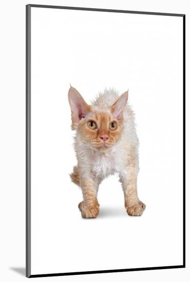 Devon Rex Cat-Fabio Petroni-Mounted Photographic Print