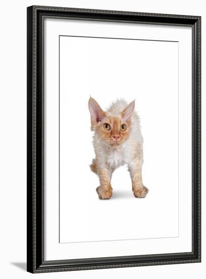 Devon Rex Cat-Fabio Petroni-Framed Photographic Print