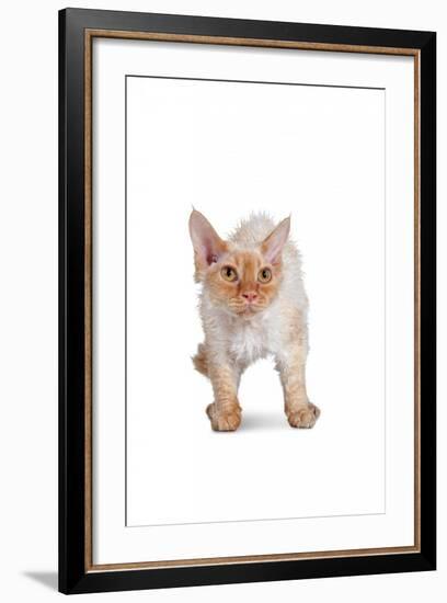 Devon Rex Cat-Fabio Petroni-Framed Photographic Print