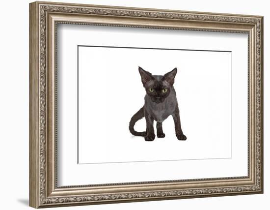 Devon Rex Cat-Fabio Petroni-Framed Photographic Print