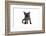 Devon Rex Cat-Fabio Petroni-Framed Photographic Print