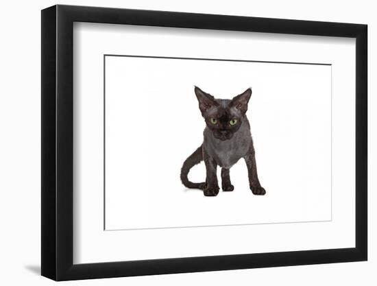 Devon Rex Cat-Fabio Petroni-Framed Photographic Print