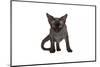 Devon Rex Cat-Fabio Petroni-Mounted Photographic Print