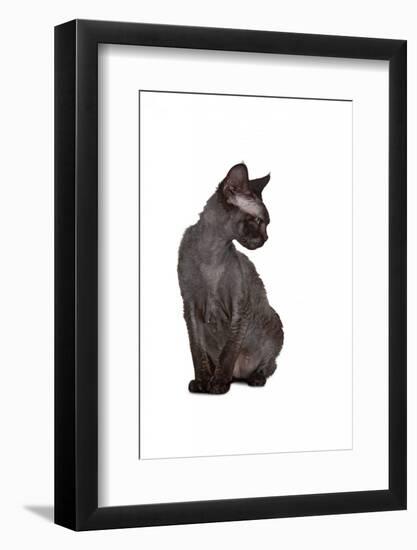 Devon Rex Cat-Fabio Petroni-Framed Photographic Print