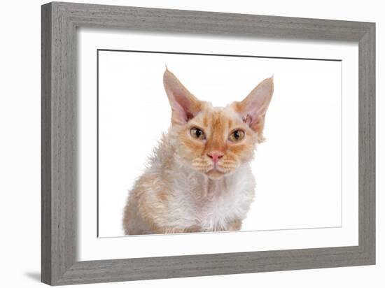 Devon Rex Cat-Fabio Petroni-Framed Photographic Print