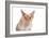 Devon Rex Cat-Fabio Petroni-Framed Photographic Print