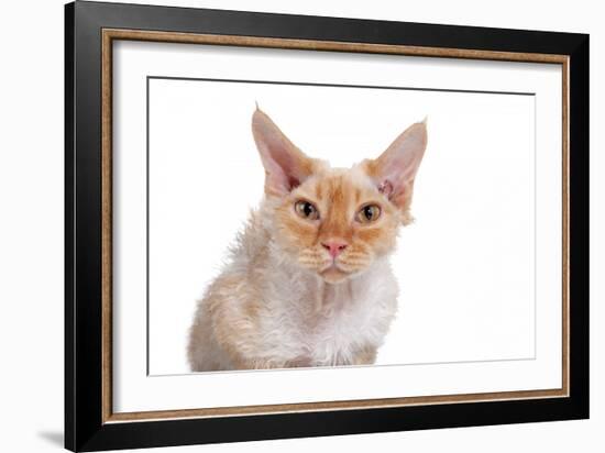 Devon Rex Cat-Fabio Petroni-Framed Photographic Print