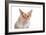 Devon Rex Cat-Fabio Petroni-Framed Photographic Print