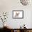 Devon Rex Cat-Fabio Petroni-Framed Photographic Print displayed on a wall