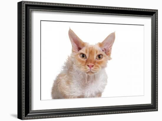 Devon Rex Cat-Fabio Petroni-Framed Photographic Print