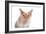 Devon Rex Cat-Fabio Petroni-Framed Photographic Print