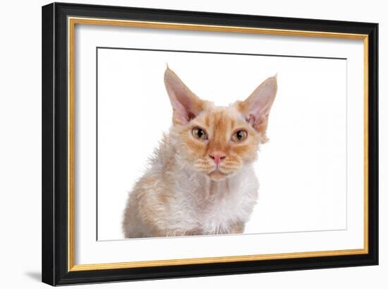 Devon Rex Cat-Fabio Petroni-Framed Photographic Print