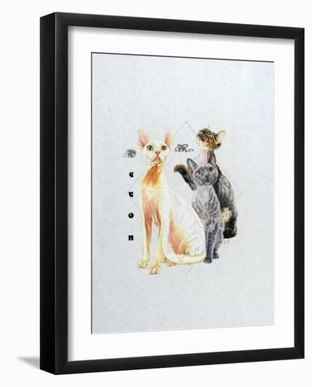 Devon Rex-Barbara Keith-Framed Giclee Print