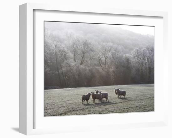 Devon Sheep, Exe Valley, Devon, England, United Kingdom, Europe-Jeremy Lightfoot-Framed Photographic Print