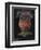 Devonshire Cup Coral-Philip Henry Gosse-Framed Giclee Print