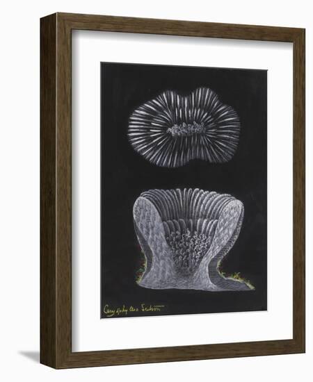 Devonshire Cup Coral-Philip Henry Gosse-Framed Giclee Print