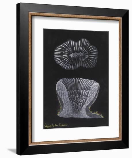 Devonshire Cup Coral-Philip Henry Gosse-Framed Giclee Print