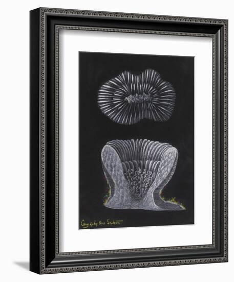 Devonshire Cup Coral-Philip Henry Gosse-Framed Giclee Print