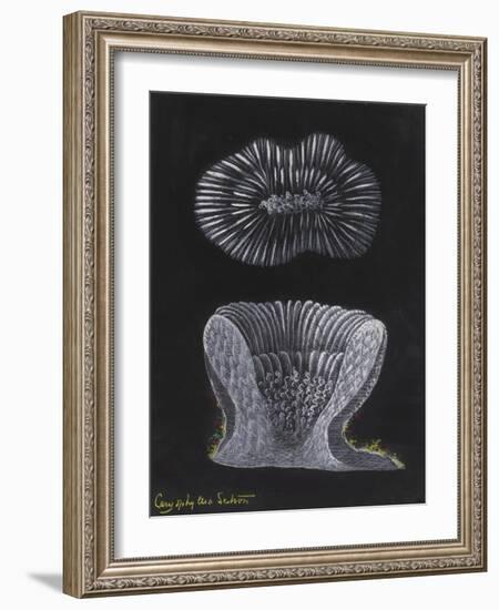 Devonshire Cup Coral-Philip Henry Gosse-Framed Giclee Print