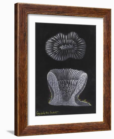 Devonshire Cup Coral-Philip Henry Gosse-Framed Giclee Print