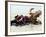 Devotees Immerse a Giant Clay Idol of Hindu Elephant-Headed God Ganesh into the Arabian Sea, Bombay-null-Framed Photographic Print