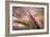 Dew 2-Ursula Abresch-Framed Photographic Print