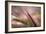 Dew 2-Ursula Abresch-Framed Photographic Print