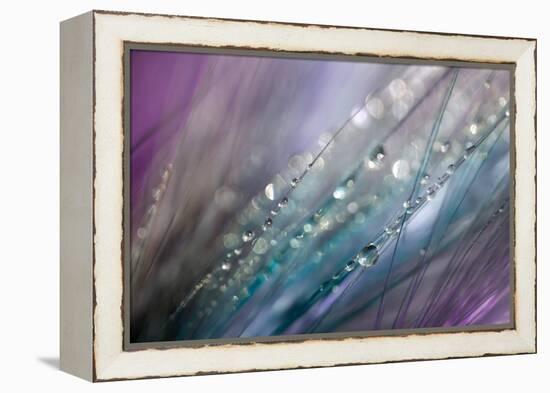 Dew 2-Ursula Abresch-Framed Premier Image Canvas