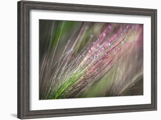 Dew 3-Ursula Abresch-Framed Photographic Print