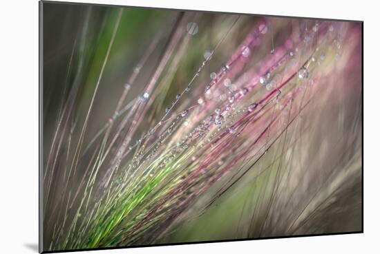 Dew 3-Ursula Abresch-Mounted Photographic Print