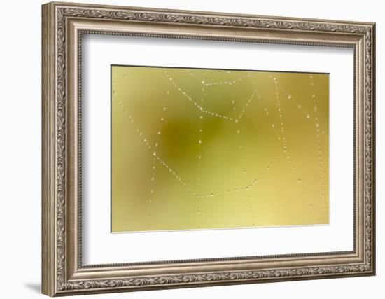 Dew and Spider Web, Los Angeles, California-Rob Sheppard-Framed Photographic Print