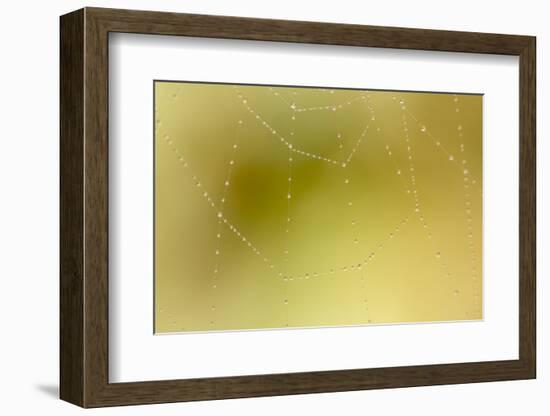 Dew and Spider Web, Los Angeles, California-Rob Sheppard-Framed Photographic Print