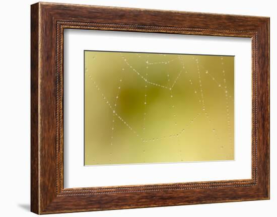 Dew and Spider Web, Los Angeles, California-Rob Sheppard-Framed Photographic Print